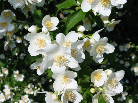  茉莉花 (Jasmine Flower) 充滿著浪漫的旋律與醉人的民謠風情